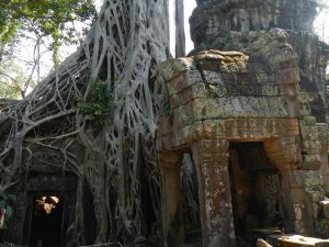  Ta Prohm: El templo en la jungla de Angkor
