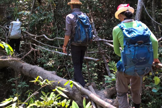 Jungle Adventure Tour in the Rainforests of Cambodia (3 Days / 2 Nights)
