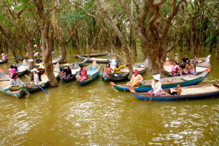 Row Boats waiting in the flooded forest of Tonle Sap